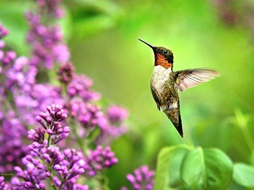 Micuț colibri de colibri PRIMUL PRIMULUI CU FLORI PURPLE LILAC, Artă de păsări de vară, fotografie de artă fină