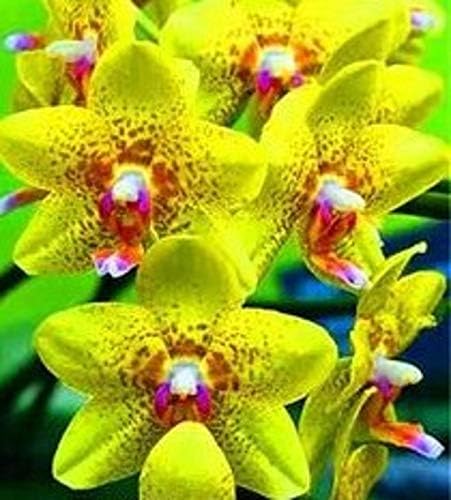Portal Cool Semi DI DI Orchidea Gialla Cymbidium Orchid 80 Semi - compra 4 Articoli Spedizione Gratuita