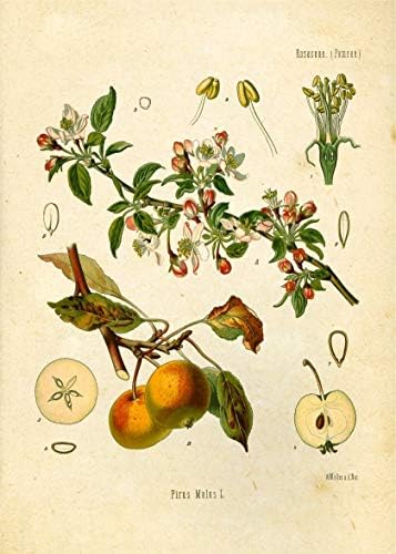 Imprimeuri botanice vintage | Art de perete de fructe de Ink Inc. | Decor de bucătărie | Lemon Apple Orange POMEGRANAT DE CHERRBER