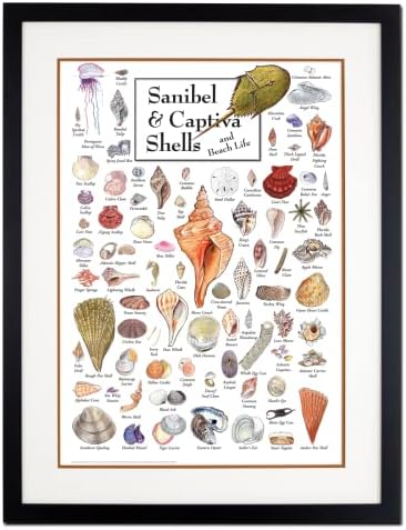Earth Sky + Water - Sanibel & Captiva Shells & Beach Life - Poster