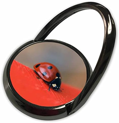 3Drose Macro Foto of Ladybug la marginea acoperișului roșu al unei albine ... - Sună telefonul