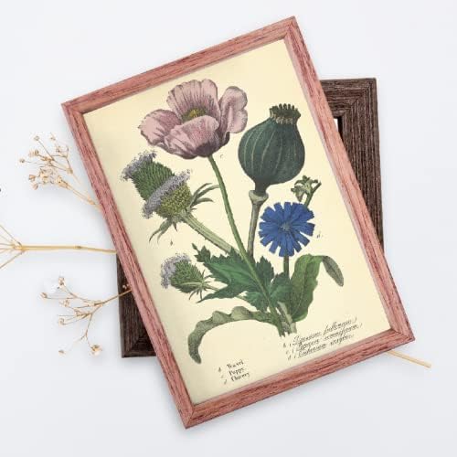 INK Inc. Imprimeuri botanice vintage | Flori de grădină Artă florală de perete | Rose Sunflower Dahlia | COSTAGECORE BOHO DESIGN
