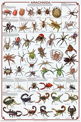 Arachnida laminată Spiders Educational Science Poster Afis laminat 24 x 36in