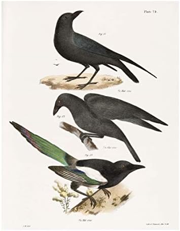 Artă de perete de păsări vintage de Ink Inc. | Imprimeuri de natură | BOHO Farmhouse Decor | Set de 6 8x10 neframed