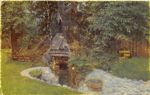 Redwood Forest, California Postcard
